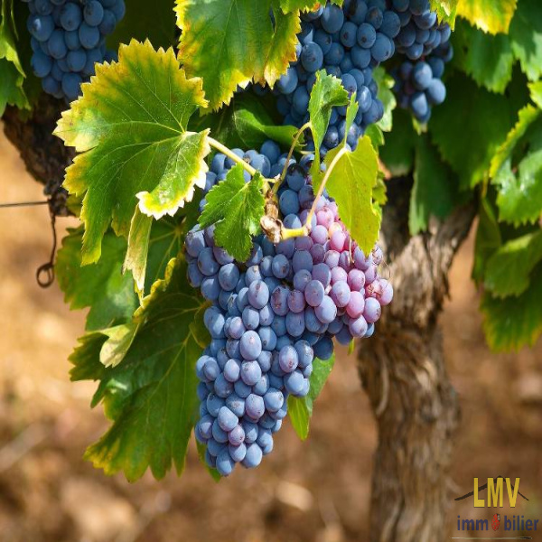 Offres de vente Terrain Lalande-de-Pomerol 33500