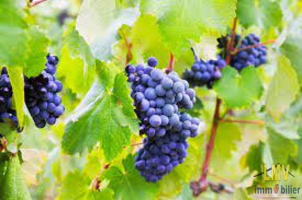 Offres de vente Terrain agricole Lussac 33570